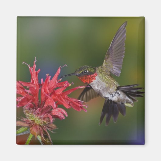 Männlicher Ruby-throated Hummingbird Magnet (Vorne)