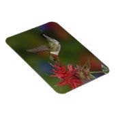 Männlicher Ruby-throated Hummingbird Magnet (Rechte Seite)