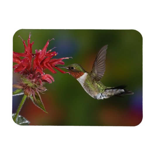 Männlicher Ruby-throated Hummingbird Magnet (Horizontal)