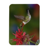 Männlicher Ruby-throated Hummingbird Magnet (Vertikal)