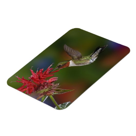 Männlicher Ruby-throated Hummingbird Magnet (Linke Seite)