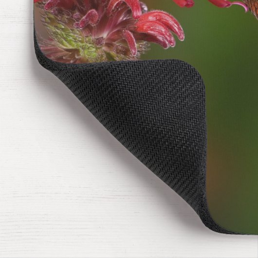 Männlicher Ruby-throated Hummingbird Mousepad (Ecke)