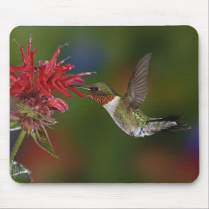 Männlicher Ruby-throated Hummingbird Mousepad