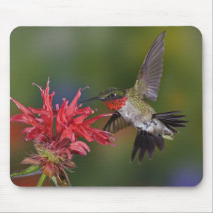 Männlicher Ruby-throated Hummingbird Mousepad