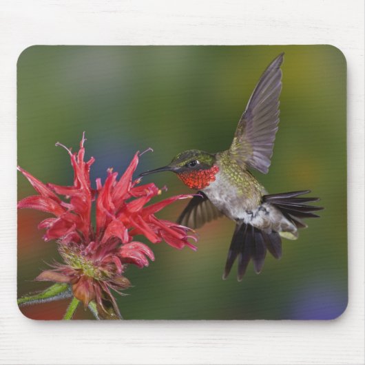 Männlicher Ruby-throated Hummingbird Mousepad (Vorne)