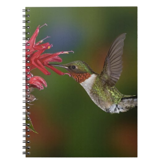 Männlicher Ruby-throated Hummingbird Notizblock (Vorderseite)