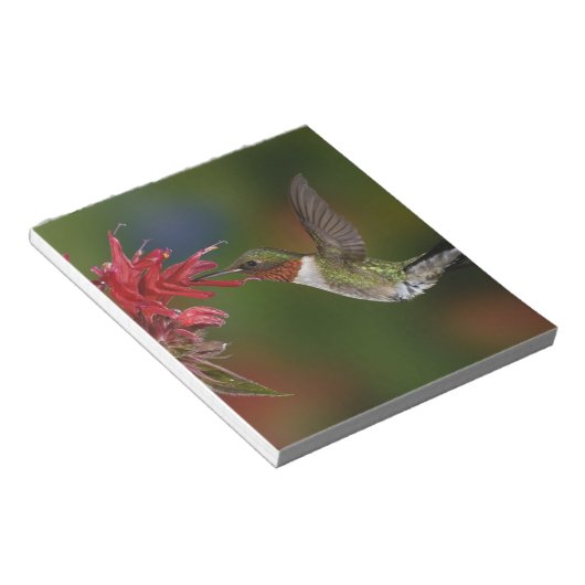 Männlicher Ruby-throated Hummingbird Notizblock (angewinkelt)