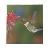 Männlicher Ruby-throated Hummingbird Notizblock (Vorderseite)
