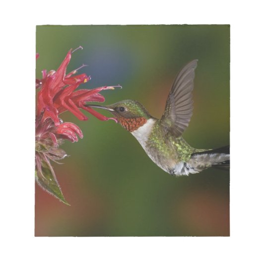 Männlicher Ruby-throated Hummingbird Notizblock (Vorderseite)