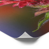 Männlicher Ruby-throated Hummingbird Poster (Ecke)