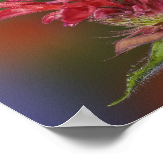 Männlicher Ruby-throated Hummingbird Poster (Ecke)