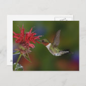 Männlicher Ruby-throated Hummingbird Postkarte (Vorne/Hinten)