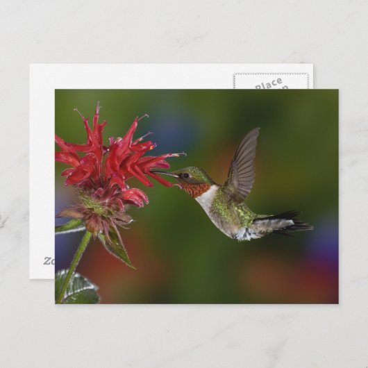 Männlicher Ruby-throated Hummingbird Postkarte (Vorne/Hinten)
