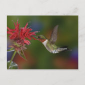Männlicher Ruby-throated Hummingbird Postkarte (Vorderseite)