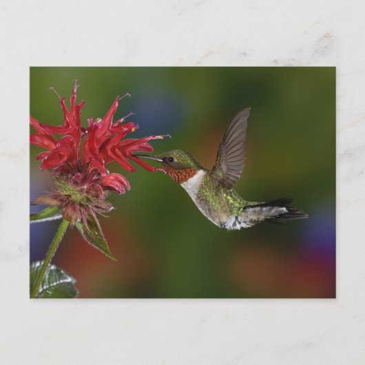 Männlicher Ruby-throated Hummingbird Postkarte (Vorderseite)