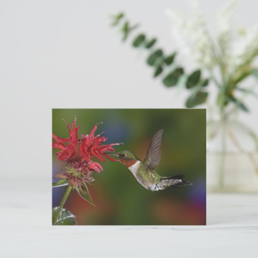 Männlicher Ruby-throated Hummingbird Postkarte (Stehend Vorderseite)
