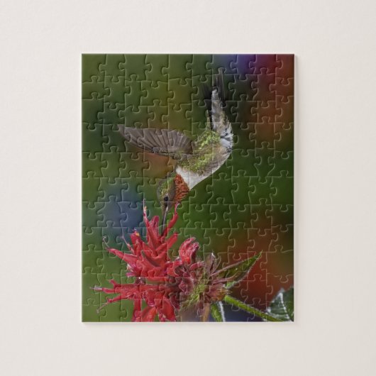 Männlicher Ruby-throated Hummingbird Puzzle (Vertikal)