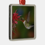 Männlicher Ruby-throated Hummingbird Silbernes Ornament (Rechts)
