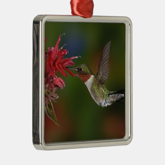 Männlicher Ruby-throated Hummingbird Silbernes Ornament (Rechts)
