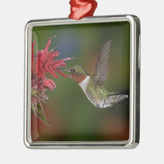 Männlicher Ruby-throated Hummingbird Silbernes Ornament (Links)