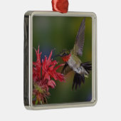 Männlicher Ruby-throated Hummingbird Silbernes Ornament (Rechts)