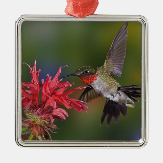 Männlicher Ruby-throated Hummingbird Silbernes Ornament (Vorne)