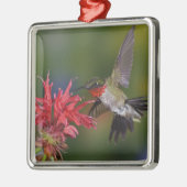 Männlicher Ruby-throated Hummingbird Silbernes Ornament (Links)