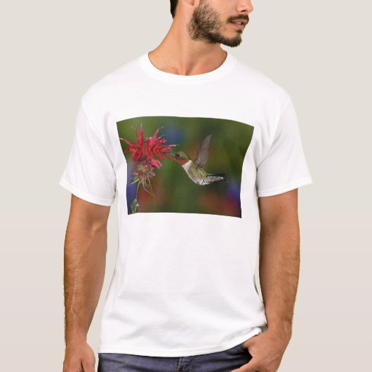 Männlicher Ruby-throated Hummingbird T-Shirt (Vorderseite)