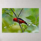 Männlicher Scarlet Tanager im Sommer Grün Poster (Vorne)