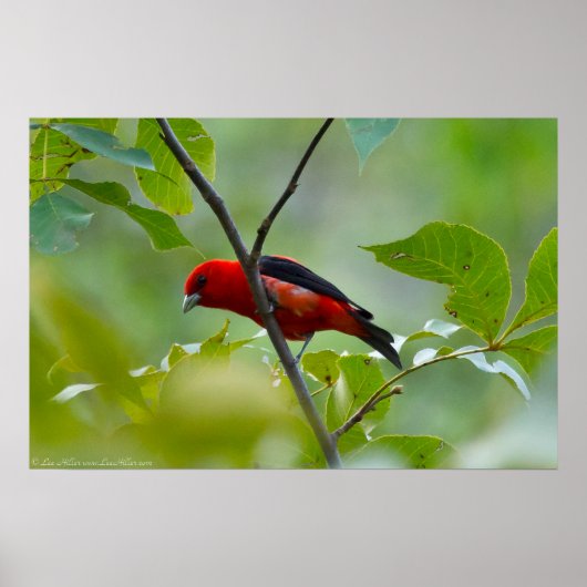 Männlicher Scarlet Tanager im Sommer Grün Poster (Vorne)