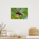 Männlicher Scarlet Tanager im Sommer Grün Poster (Küche)