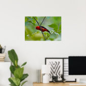 Männlicher Scarlet Tanager im Sommer Grün Poster (Heimbüro)