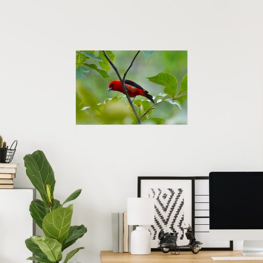 Männlicher Scarlet Tanager im Sommer Grün Poster (Heimbüro)