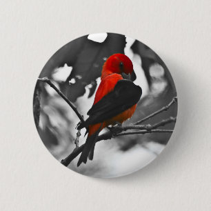 Männlicher Scharlachtangare Button