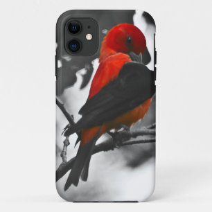 Männlicher Scharlachtangare iPhone 11 Hülle