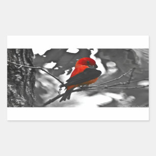 Männlicher Scharlachtangare Rechteckiger Aufkleber