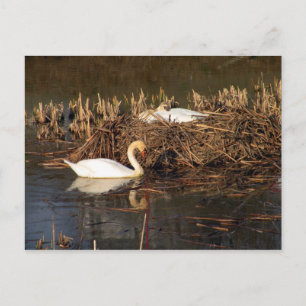 Männlicher Schwan beobachtet seine verheiratete Po Postkarte