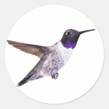 Männlicher, schwarz gekinnter Hummingbird-Aufklebe