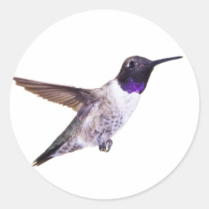 Männlicher, schwarz gekinnter Hummingbird-Aufklebe Runder Aufkleber