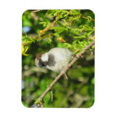 Männlicher Sparrow im Sommer Magnet (Vertikal)