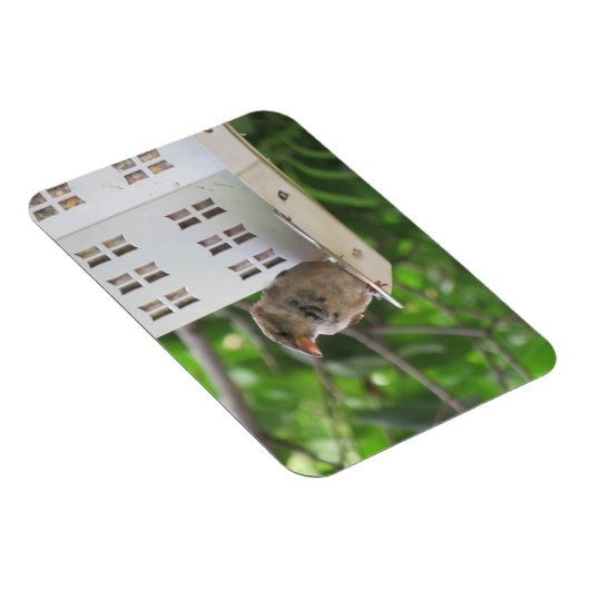 Männlicher Sparrow im Sommer Magnet (Rechte Seite)