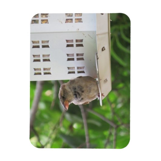 Männlicher Sparrow im Sommer Magnet (Vertikal)