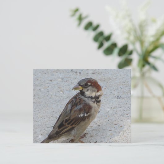 Männlicher Sparrow Postkarte (Stehend Vorderseite)