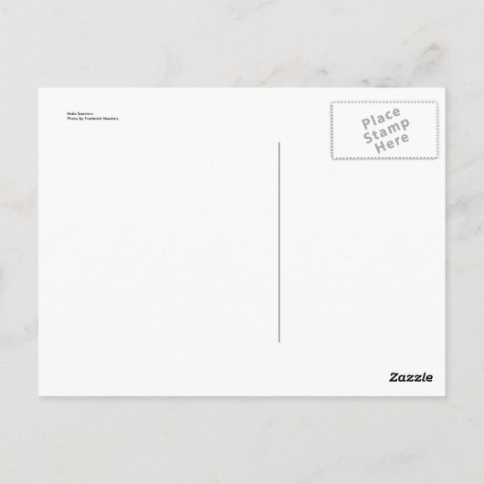 Männlicher Sparrow Postkarte (Rückseite)