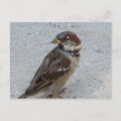 Männlicher Sparrow Postkarte (Vorderseite)