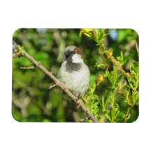 Männlicher Spatz im Sommer Magnet