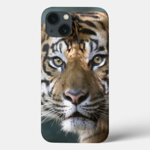 Männlicher Sumatran Tiger (der Pantheratigris iPhone 13 Hülle