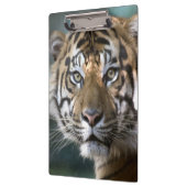 Männlicher Sumatran Tiger (der Pantheratigris Klemmbrett (Links)