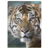 Männlicher Sumatran Tiger (der Pantheratigris Klemmbrett (Rückseite)