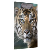 Männlicher Sumatran Tiger (der Pantheratigris Klemmbrett (Rechts)